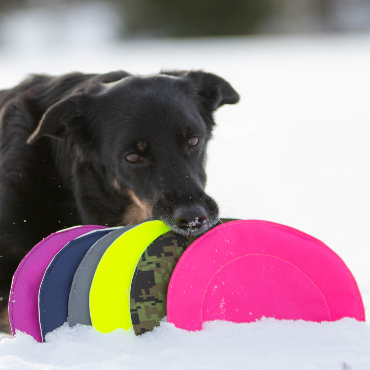 Hey-Toy koirien frisbee, iso